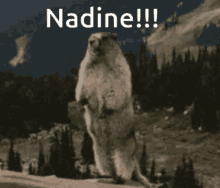 Nadine Shout GIF - Nadine Shout GIFs