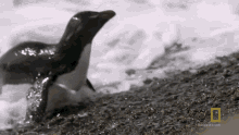 Hopping Out Of The Water Getting Out Of The Water GIF - Hopping Out Of The Water Getting Out Of The Water Spring GIFs