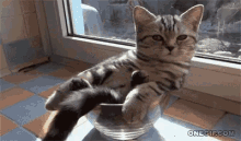 Chillin GIF - Cat Cute Cat Chillin GIFs