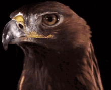 eagle american eagle reagal stare
