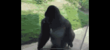 Spinning Gorilla GIF - Spinning Gorilla Animal GIFs