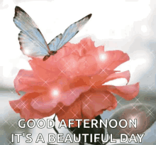 Butterfly And Flower Sparkle GIF - Butterfly And Flower Sparkle Good Afternoon GIFs