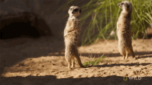 Look Up National Geographic GIF - Look Up National Geographic Secrets Of The Zoo Down GIFs