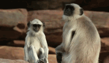 Monkeys Hug GIF - Monkeys Hug Sad GIFs