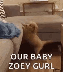 Golden Doodle Cute GIF - Golden Doodle Cute Our Baby GIFs