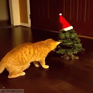 Cats Animals GIF - Cats Animals Funny - Discover &amp; Share GIFs