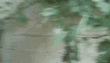 Bad Parenting Tumblr Gifs Tenor