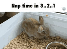 nap time bunny sleepy tired night