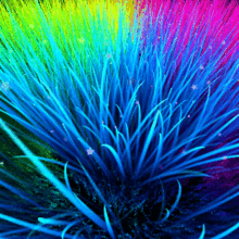 Color Rainbow GIF - Color Rainbow Grass GIFs