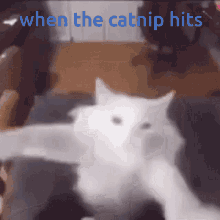 Cat Funny GIF - Cat Funny Dancing GIFs