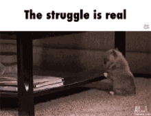 Jjm Struggle Is Real GIF - Jjm Struggle Is Real Struggle GIFs