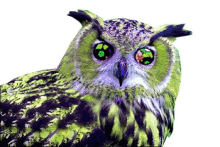 owl trippy