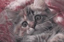 Cat Cat Cute GIF - Cat Cat Cute Kitten Attitude GIFs