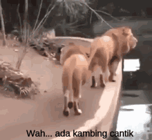 Salfok Singa GIF - Singa Kecebur Kebun Binatang GIFs