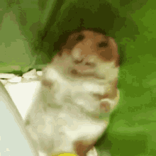 Hamster Cute GIF - Hamster Cute Adorable GIFs