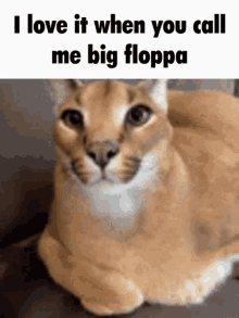 I Love It When You Call Me Big Poppa Big Floppa GIF - I Love It When You Call Me Big Poppa Big Floppa Cat Kiss GIFs
