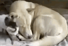 Dogcat Cat And Dog GIF - Dogcat Cat And Dog Dog GIFs