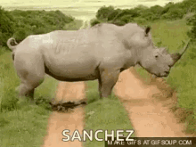 Rhino Rhinoceros GIF - Rhino Rhinoceros Poop GIFs