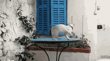 Unf GIF - Cats Fails Chasing Tail GIFs