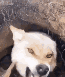 Wolf Mad GIF - Wolf Mad Angry GIFs