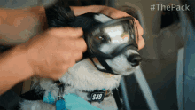 Put On Goggles Ace GIF - Put On Goggles Ace The Pack GIFs