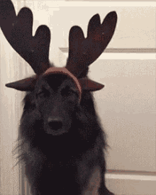 Dog Reindeer GIF - Dog Reindeer GIFs