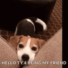 Dog Tail Wagging GIF - Dog Tail Wagging Happiness GIFs