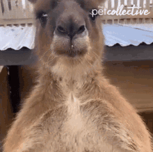 Kangaroo Scratch GIF - Kangaroo Scratch Scritches GIFs