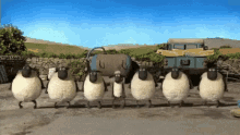 sheeps counting tap dance