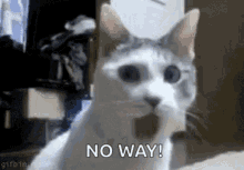 No Way Cat GIF - No Way Cat Omg GIFs