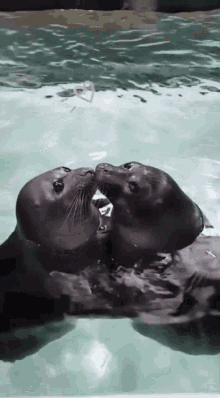 Seal Kiss GIF - Seal Kiss Baikal GIFs