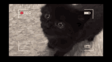 Show Off GIF - Cats Kittens Audio GIFs
