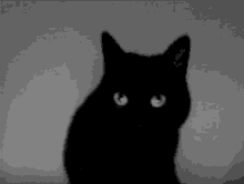 Little Black Cat Kitten GIF - Little Black Cat Cat Black Cat GIFs