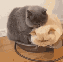 Cat Kiss GIF - Cat Kiss Cute GIFs