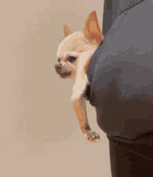 Pocket Chihuahua GIF - Pocket Chihuahua GIFs