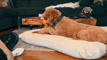 Oscar Puppy Toy GIF - Oscar Puppy Toy Dog GIFs