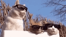 cats cool sunglasses