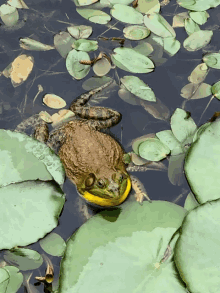 gribbit frog bullfrog jeremiah mystic