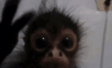 Monkey Monkey Scared GIF - Monkey Monkey Scared Scream GIFs