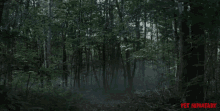 woods forest zoom creepy scary