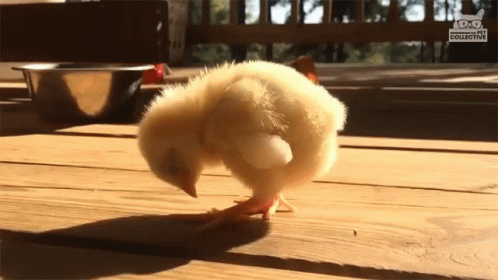 Cute Baby Chicken GIFs | Tenor