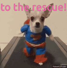 super dog funny to the rescue cute adorable