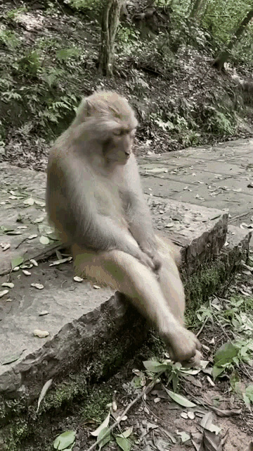 cli%C3%A7-cli%C3%A7monkey.gif