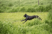 Dog Running GIF - Dog Running Run GIFs