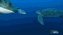 Swimming World Turtle Day GIF - Swimming World Turtle Day A Day Worth Shellabrating GIFs