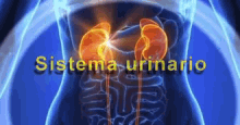 sistema urinario urinary system urinary biology