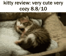 Kitty Review Cute GIF - Kitty Review Cute Cozy GIFs