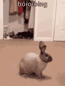 Animals With Captions Boioioing GIF - Animals With Captions Boioioing Bunny GIFs