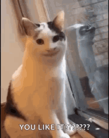 Cats Smiling GIF - Cats Smiling Closeup GIFs