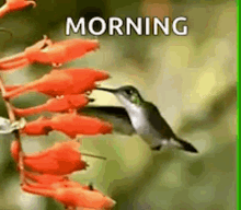 Morning Flowers GIF - Morning Flowers Humming Bird GIFs